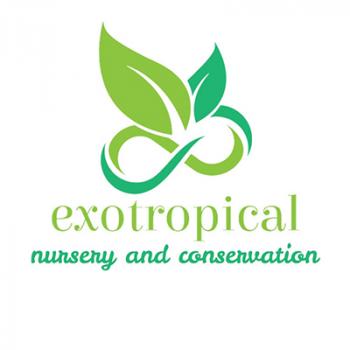 Exotropical Aroid Gambar Exotropical Aroid